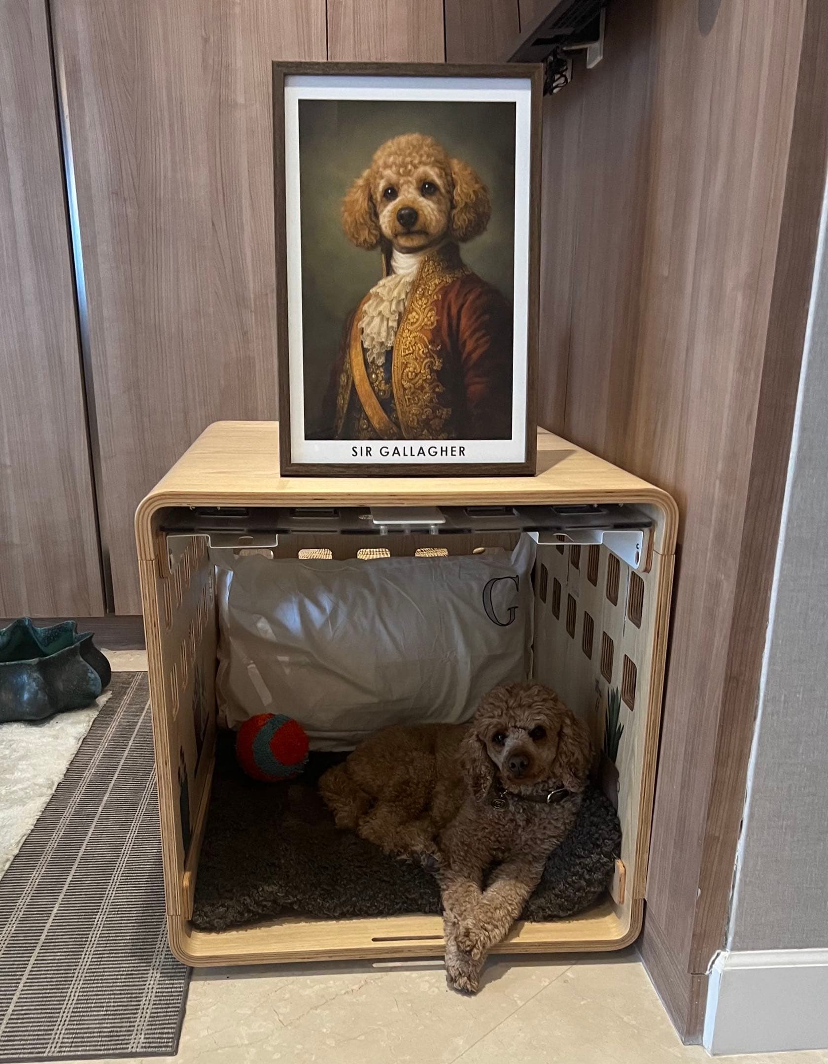 Sir Gallagher relaxing under his framed royal portrait